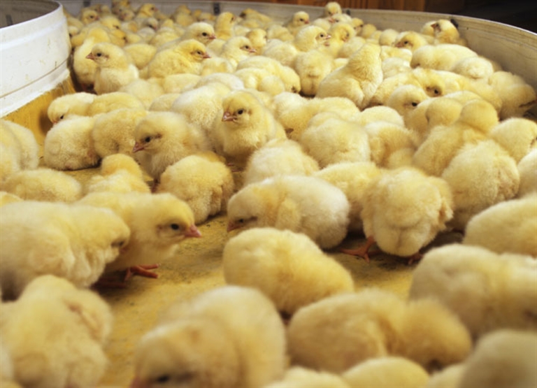 Humidification dans les écloseries de poules pondeuses