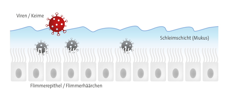 Atemwegsschleimhäute