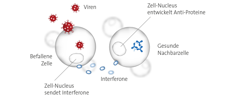 Gene wehren Viren ab